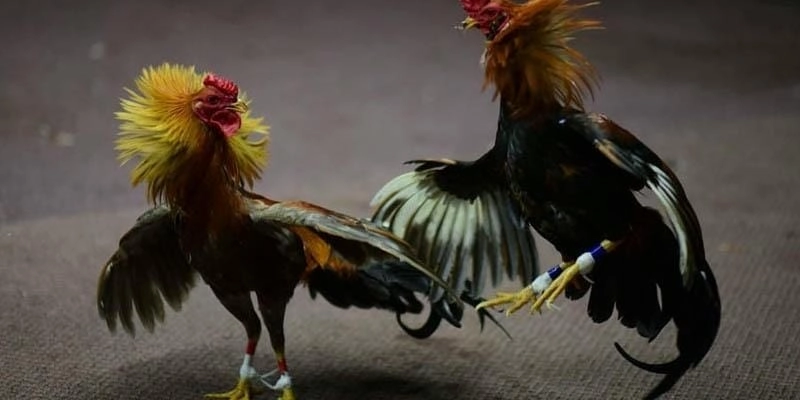 Những Lưu Ý Quan Trọng Khi Tham Gia Đá Gà Thomo 99win